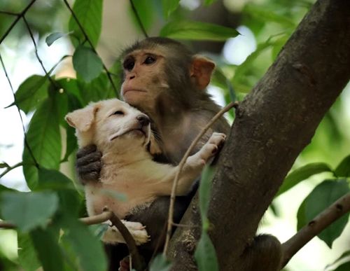 обезьяна утащила щенка на дерево