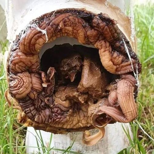 инопланетный гриб в унитазе