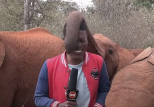 слон с бесцеремонным хоботом