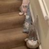 небезопасные гномы на лестнице