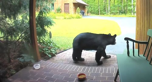 медведь ест кошачий корм