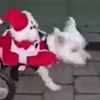 парализованная собака с сантой