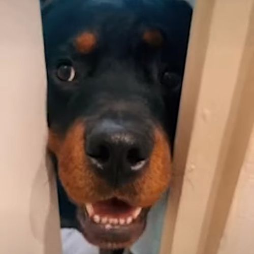 собачий нос в двери