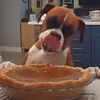 собака пробует тыквенный пирог