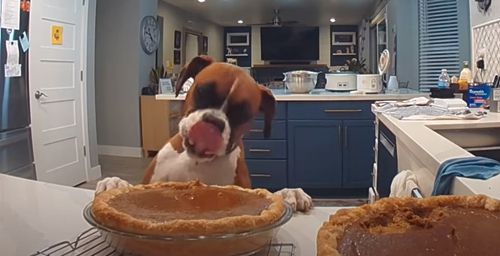собака пробует тыквенный пирог