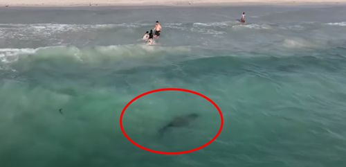 акулы подплыли близко к людям