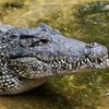 крокодил напал на розетку и погиб