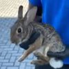 механики спасли кролика из машины