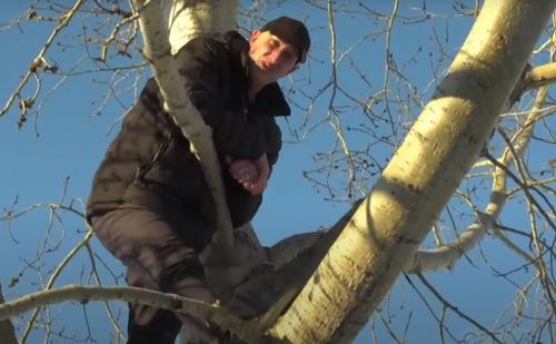 лось загнал мужчину на дерево