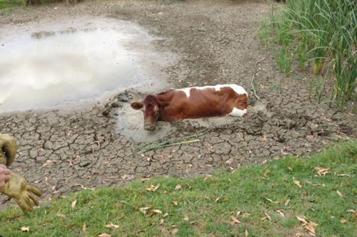 корова застряла в грязи