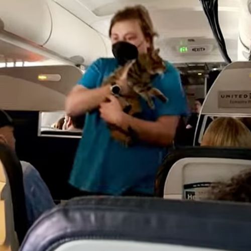 кошка бродила по самолёту