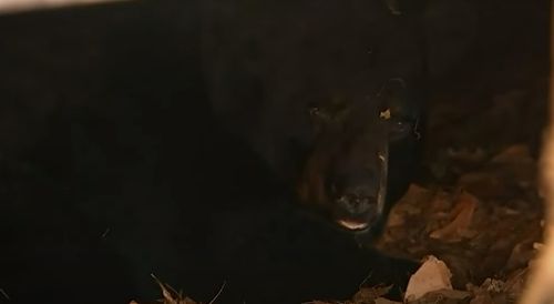 медведь в спячке под террасой