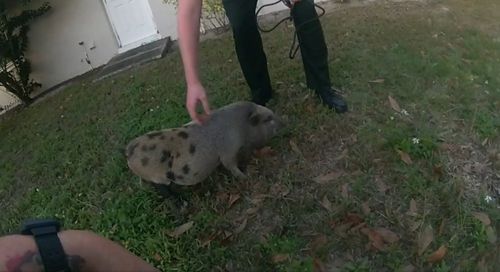полицейские быстро поймали свинью