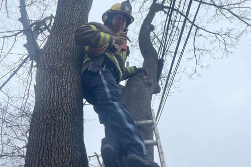 спасатели сняли кота с дерева