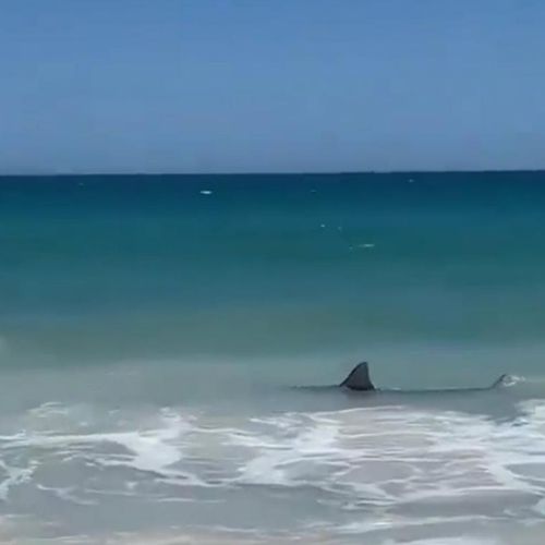 акула напугала людей на пляже