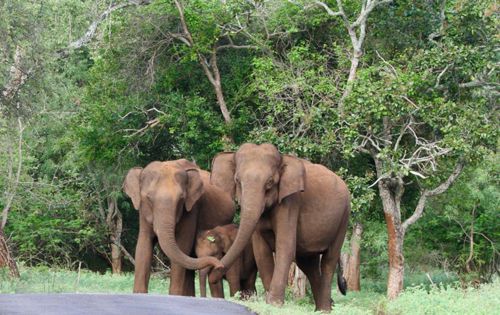 слоны защищают детёныша