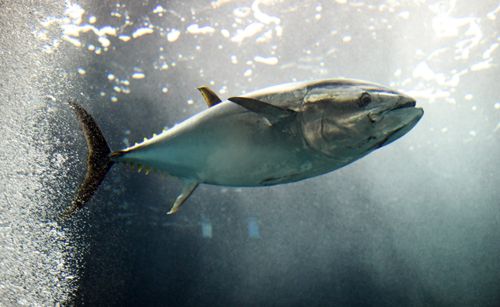 рыбака утащил крупный тунец