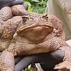 рейнджеры нашли большую жабу