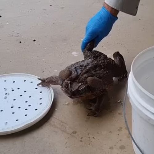 рейнджеры нашли большую жабу