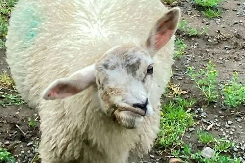 уродливая овца пропала с фермы