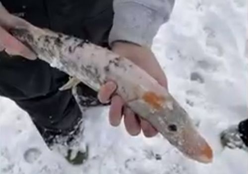 рыба казалась замороженной