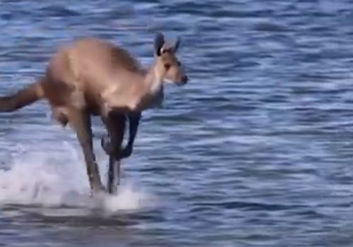 кенгуру прыгал по воде