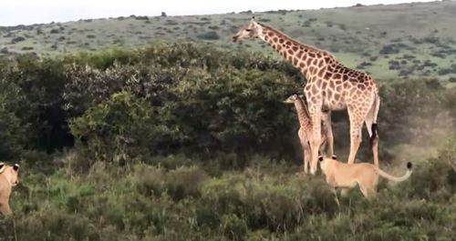 маленький жираф спасся от львов