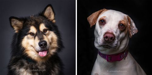 фотопортреты приютских собак