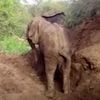 слон в заброшенном колодце