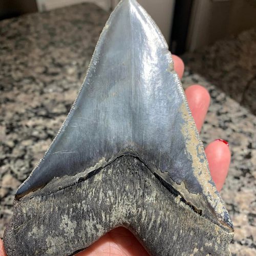 зуб древней вымершей акулы