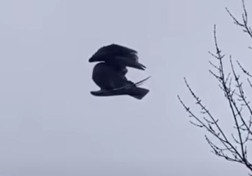 мёртвая птица парила в воздухе