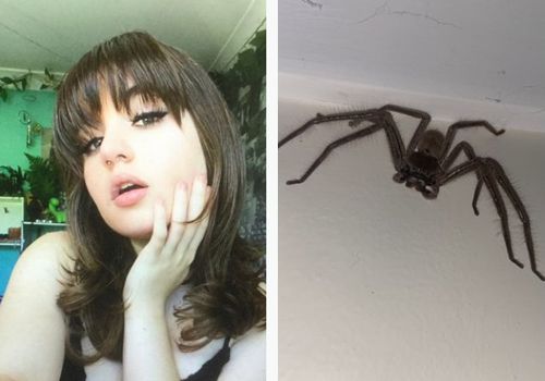 крупный паук в кровати девушки