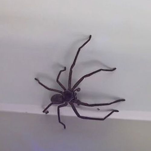 крупный паук в кровати девушки