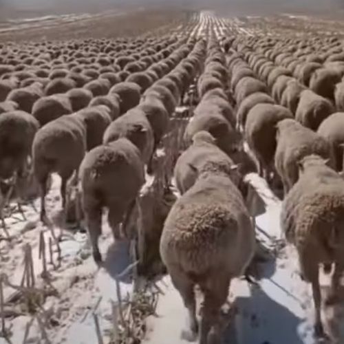 овцы идут как на параде