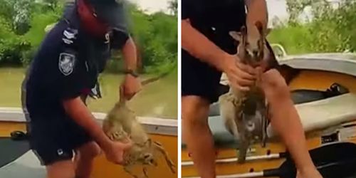 полицейские спасли кенгуру