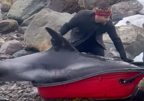 дельфины застряли во льду