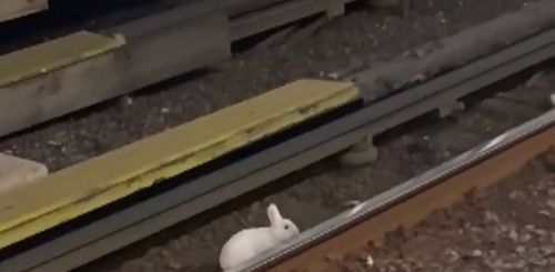 крольчиха поселилась в метро