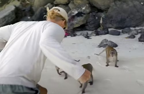 драка с обезьянами на пляже