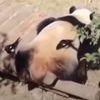 гнездо из меха панды