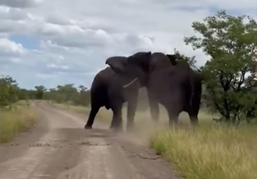 драка слонов в сафари-парке