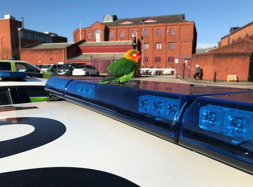 птичка на крыше патрульной машины