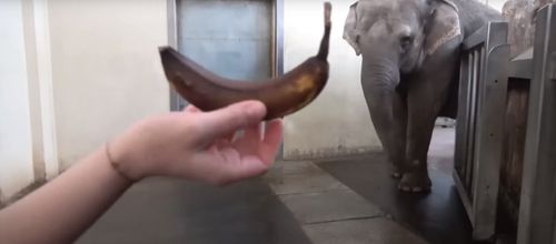 слониха чистит бананы хоботом