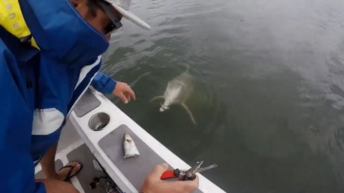 штраф за кормление дельфина