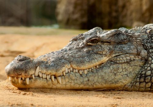 крокодил чуть не утащил мужа
