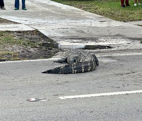 аллигатор расположился на дороге