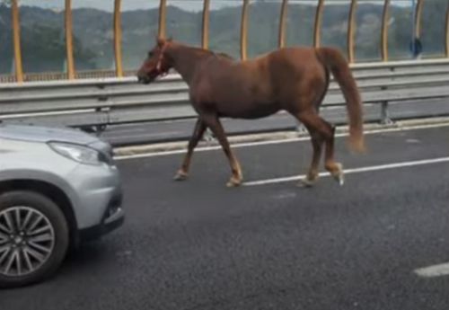 лошадь пробежалась по автотрассе