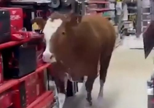 корова в хозяйственном магазине