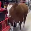 корова в хозяйственном магазине