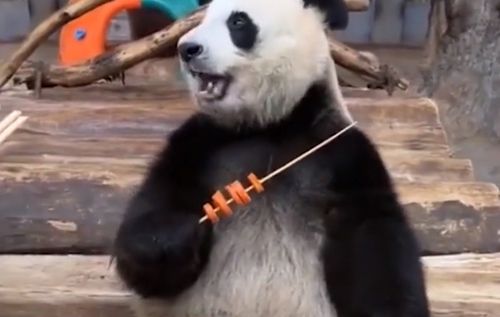 панда ест морковный шашлык