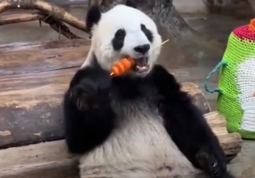 панда ест морковный шашлык